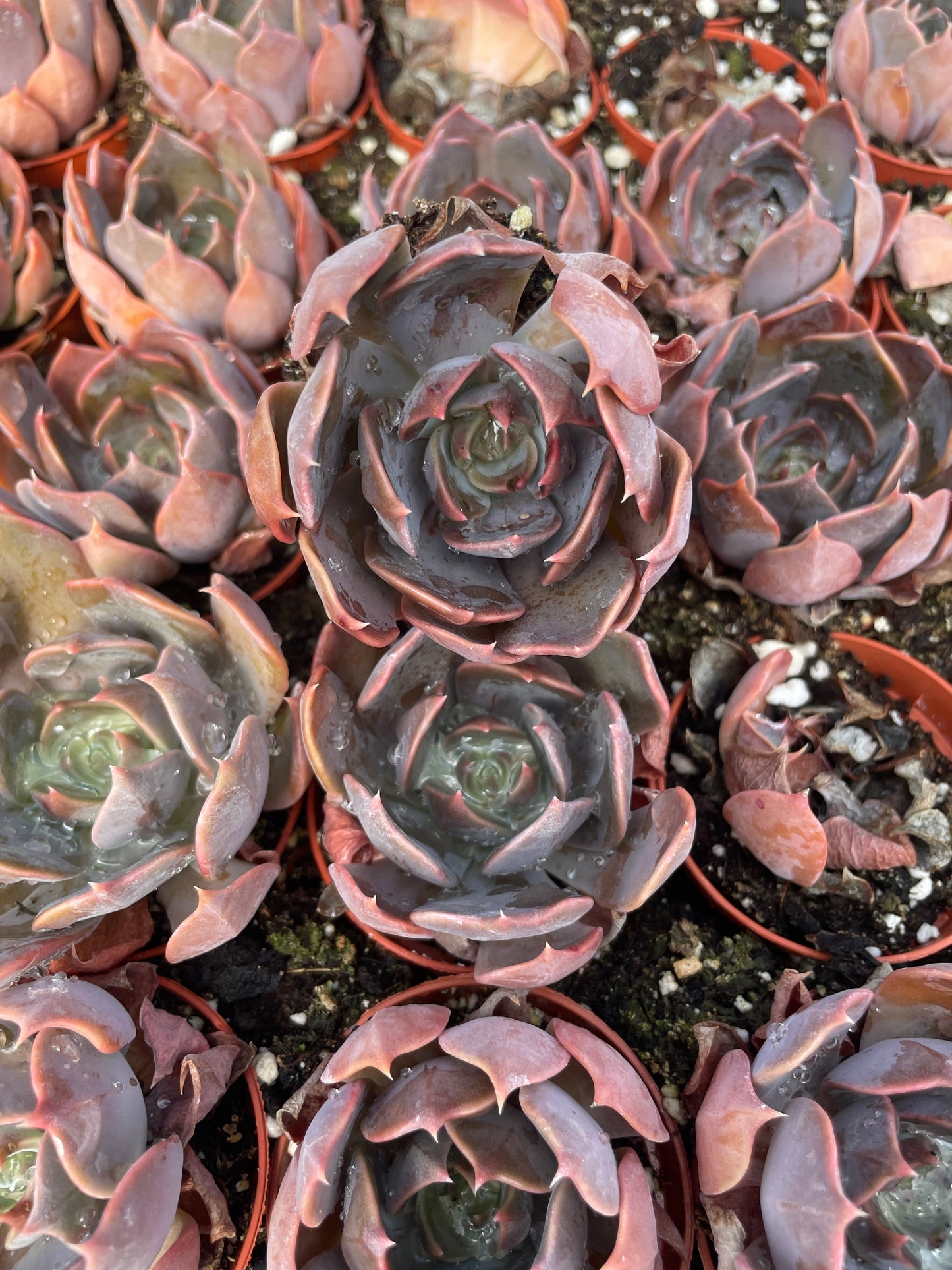 Echeveria Marom - Tray of 40