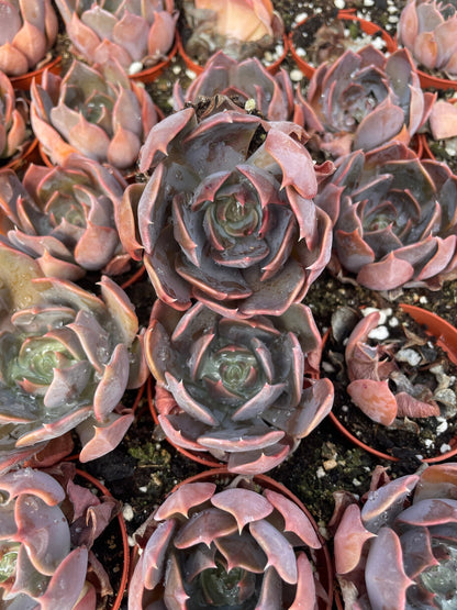 Echeveria Marom - Tray of 40