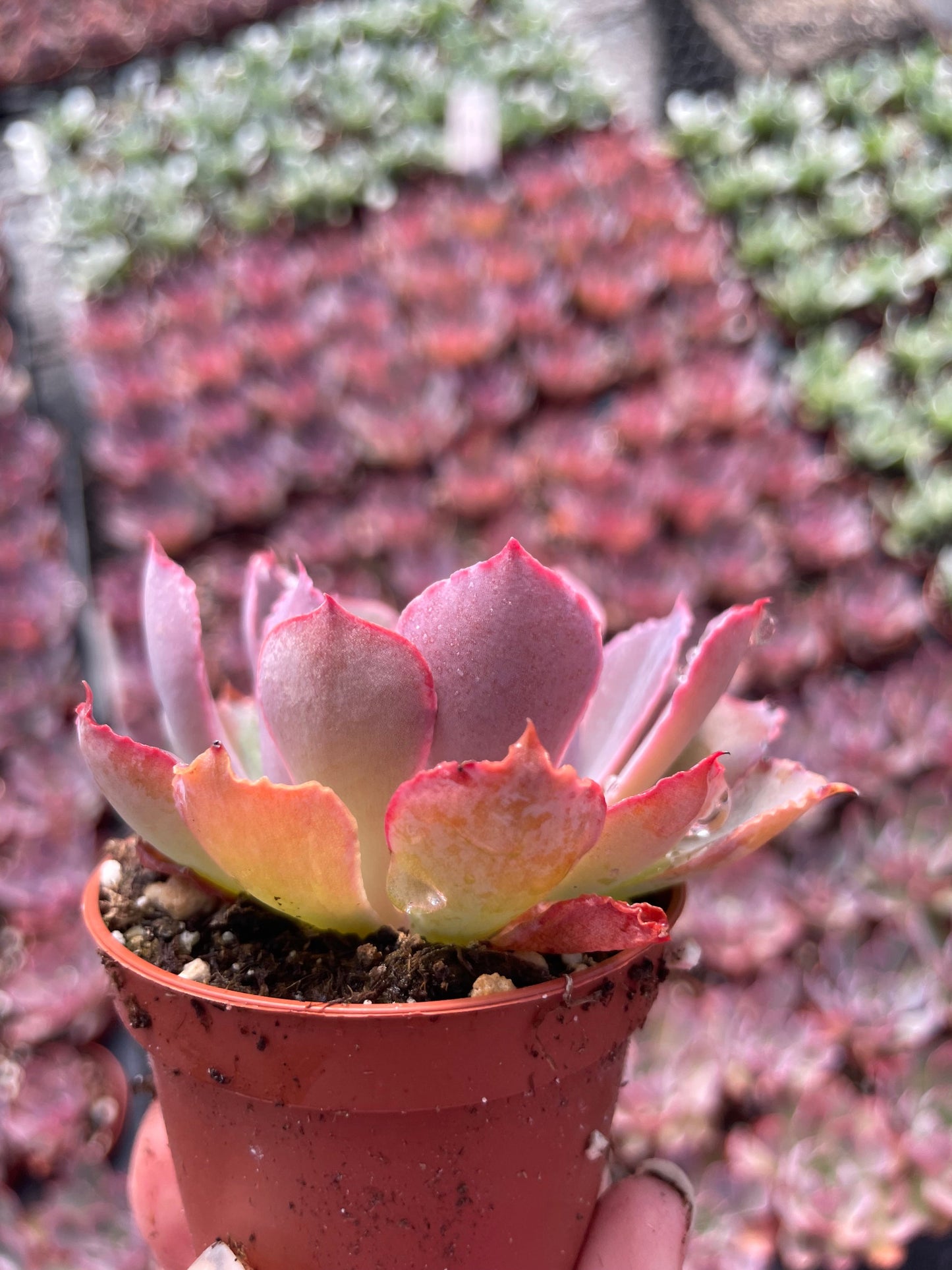 Echeveria Purple Dance - Tray of 40