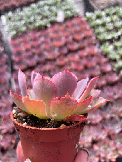 Echeveria Purple Dance - Tray of 40