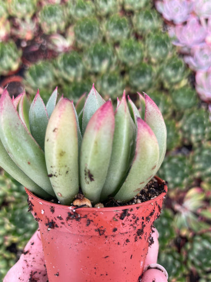 Echeveria Arco - Tray of 40