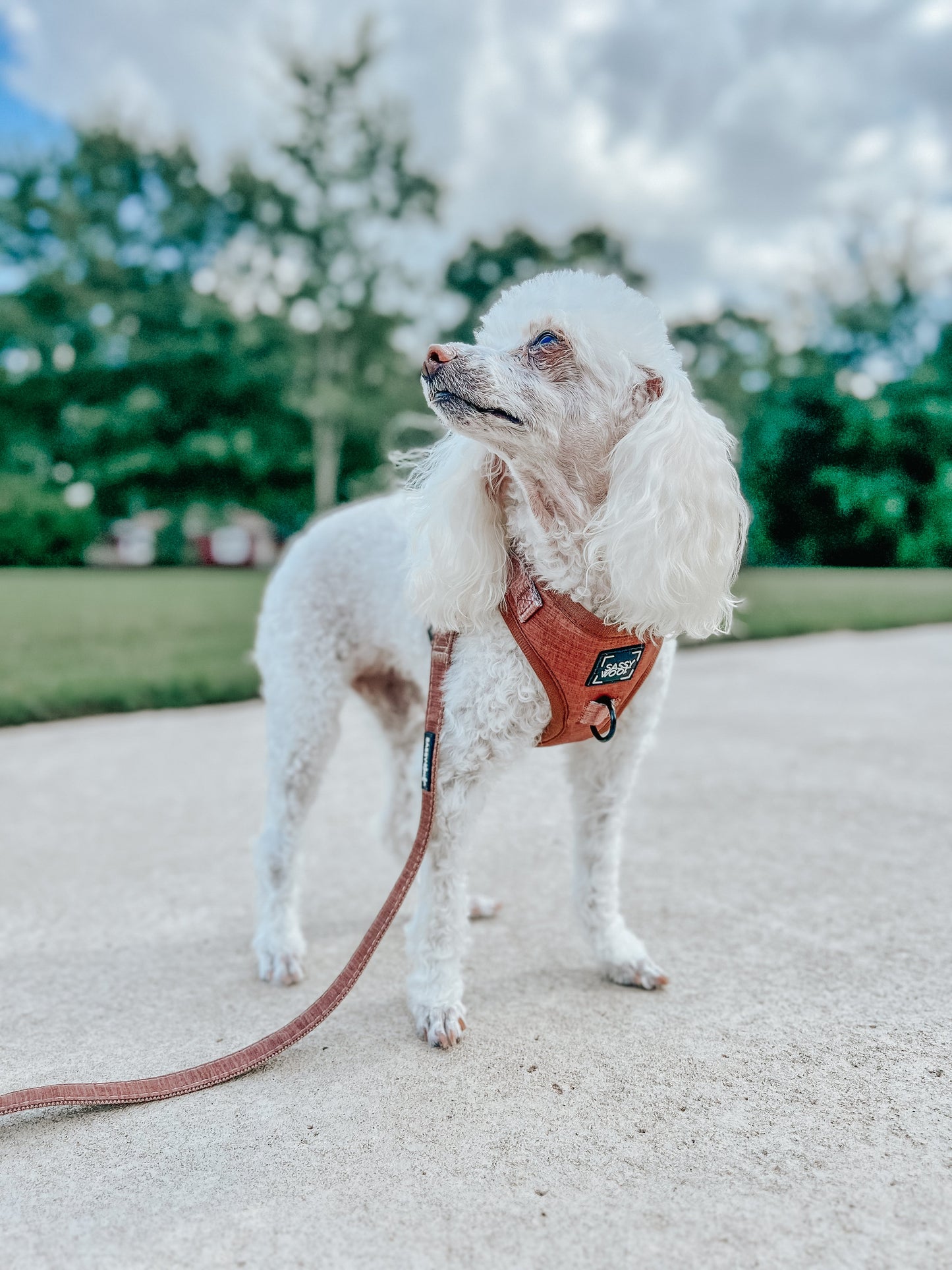 Dog Adjustable Harness - Teddy