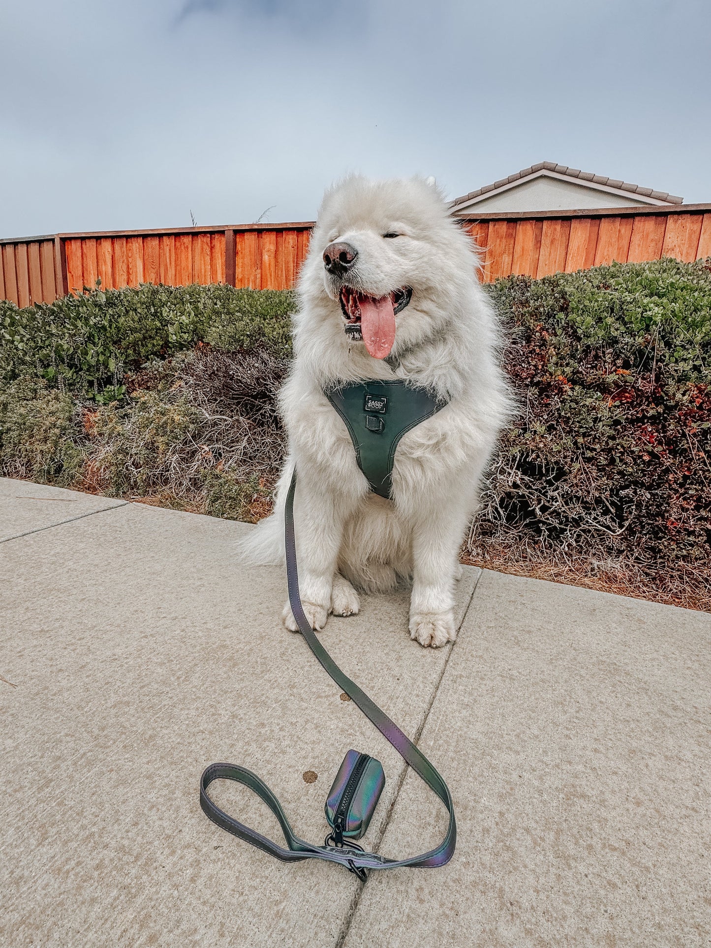 Dog Leash - Reflection