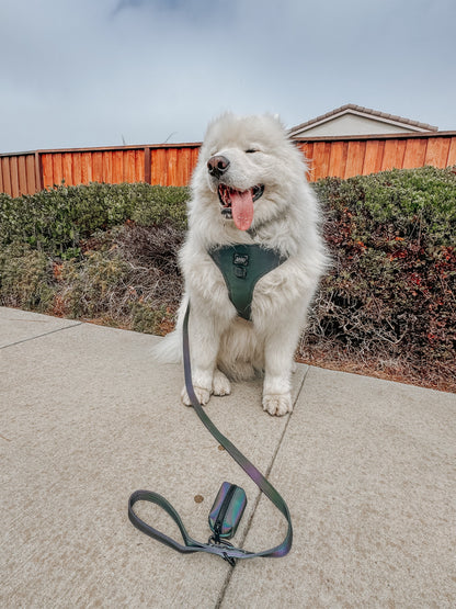 Dog Leash - Reflection