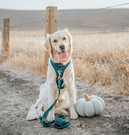 Dog Adjustable Harness - Forest