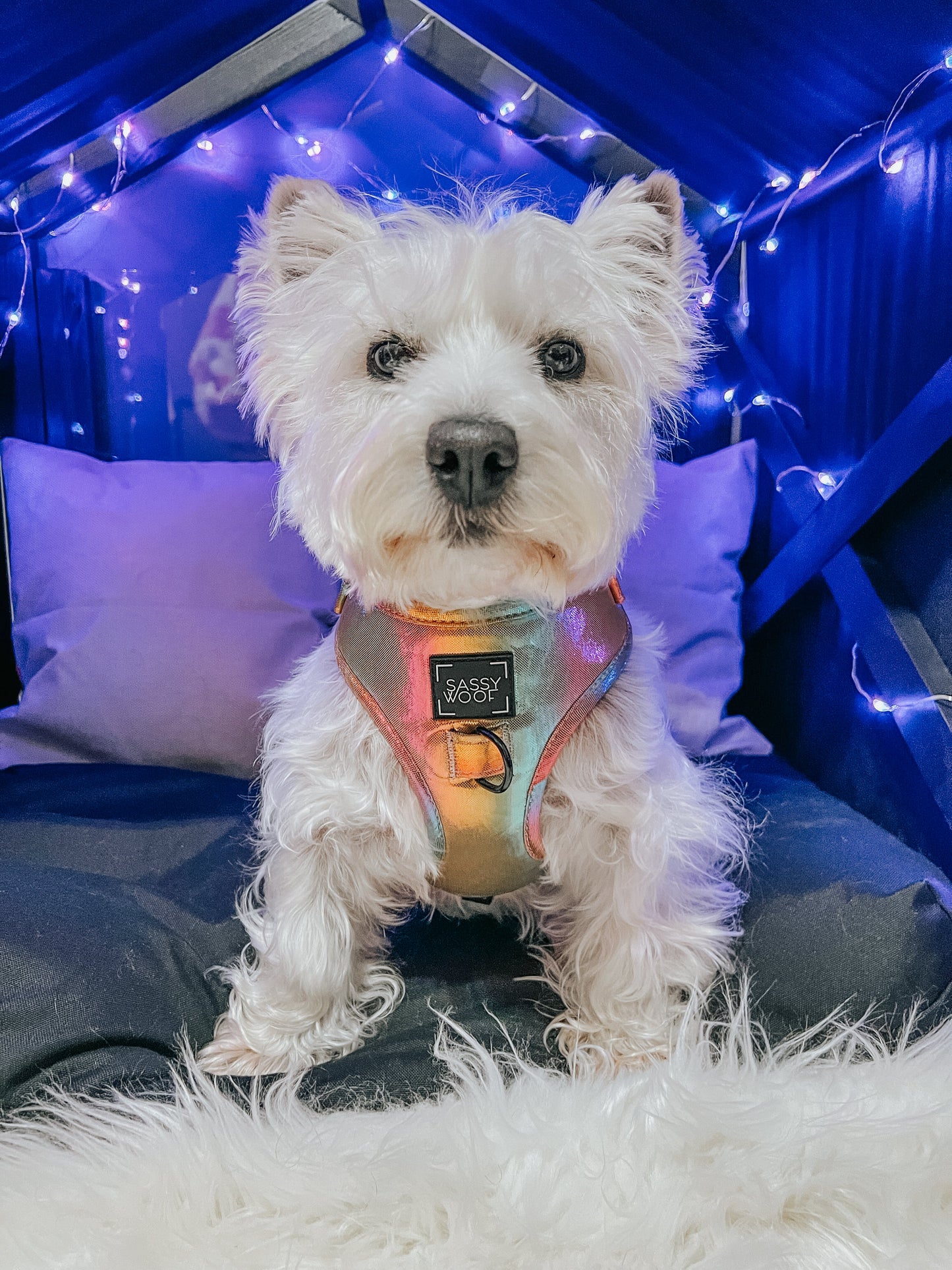 Dog Collar - The Night Life