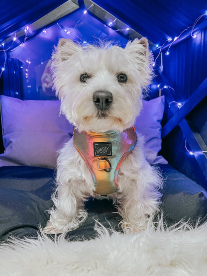 Dog Collar - The Night Life