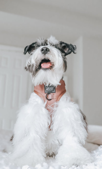 Dog Adjustable Harness - Teddy