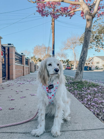 Dog Rope Leash - Lavender