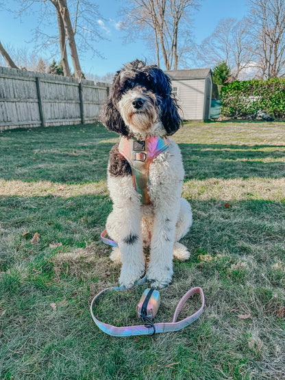Dog Leash - The Night Life
