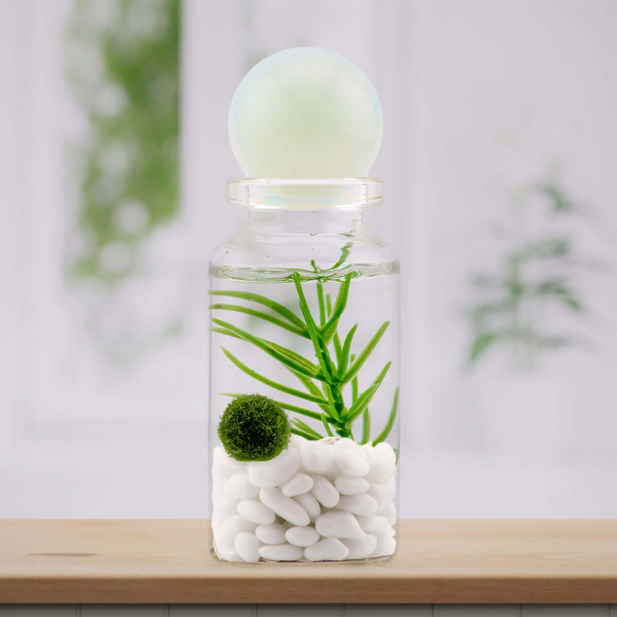 Moss Ball Pet Terrarium - The Alchemist's Collection