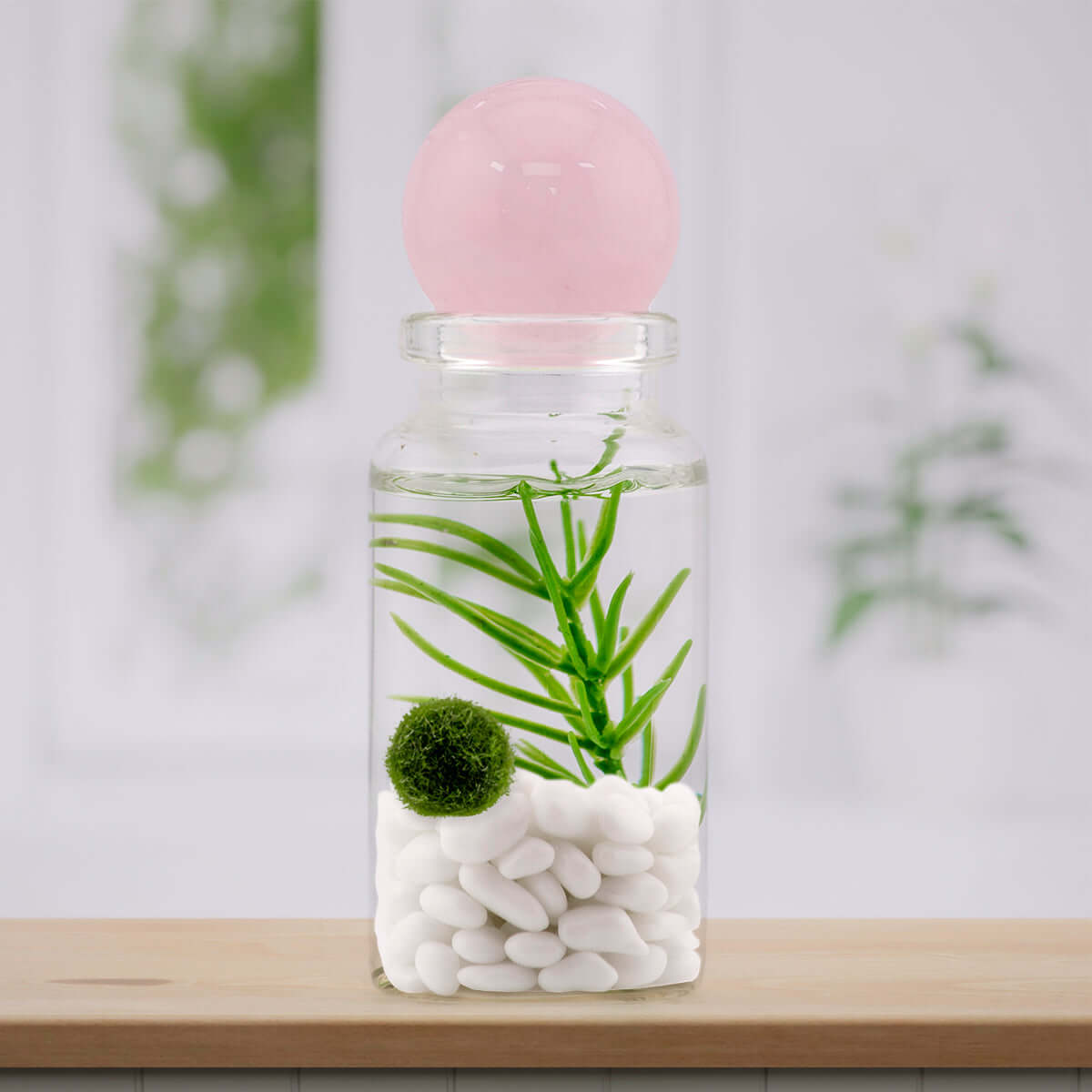 Moss Ball Pet Terrarium - The Alchemist's Collection