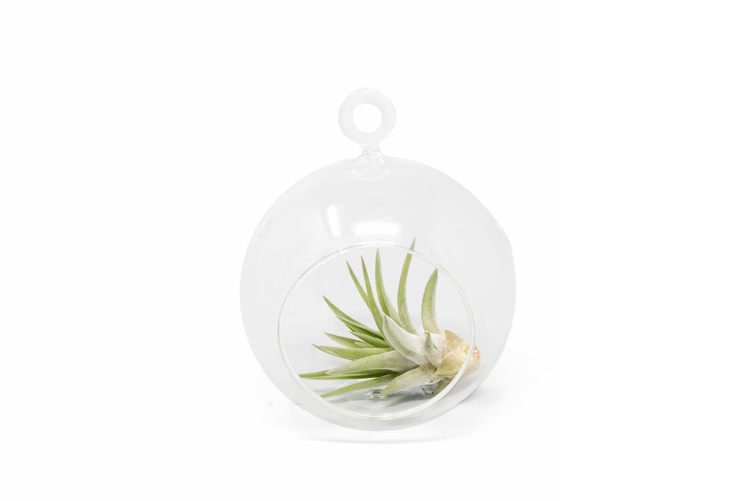 Minimalist Terrarium in a Glass Globe with Flat Bottom - Choose Your Custom Tillandsia Air Plant