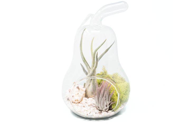 Pear Terrarium with Pebble Kit and Tillandsia Air Plants