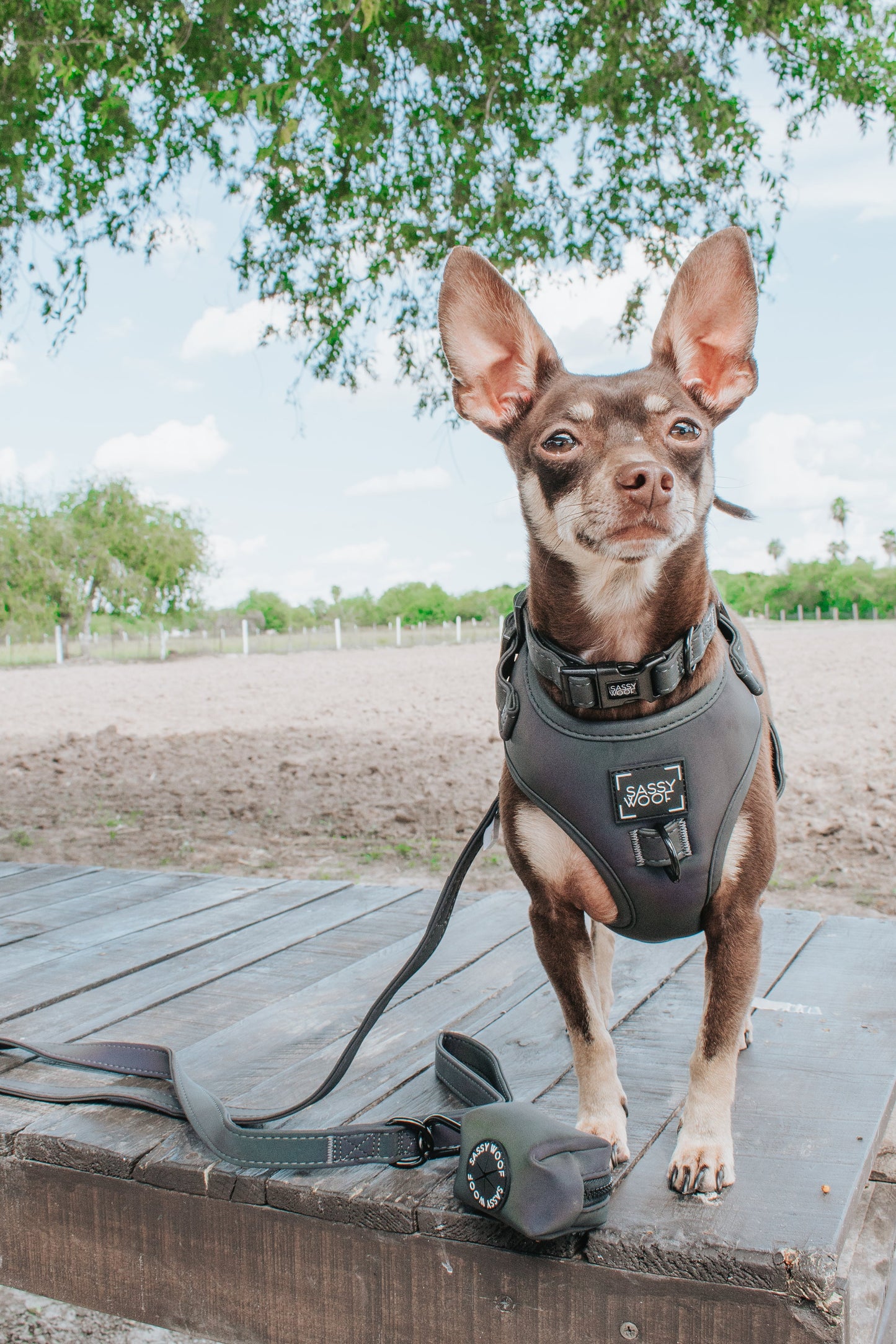 Dog Collar - Reflection