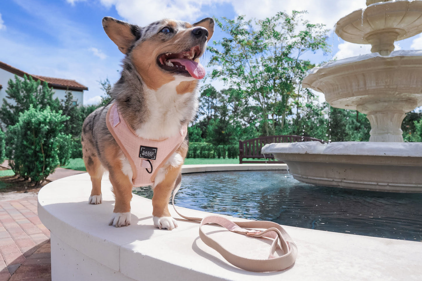 Dog Adjustable Harness - Pinot