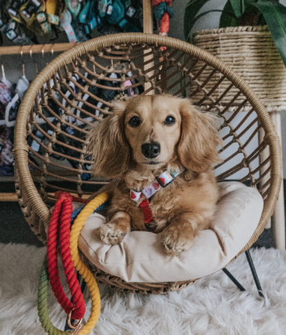 Dog Rope Leash - Taste The Rainbow