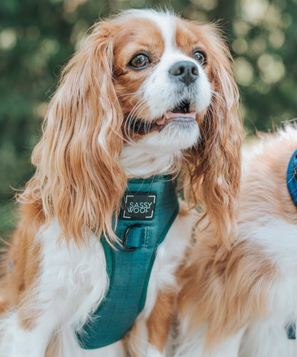 Dog Adjustable Harness - Forest