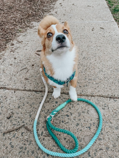Dog Rope Leash - Dandy
