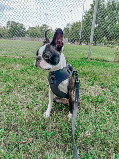 Dog Leash - Reflection