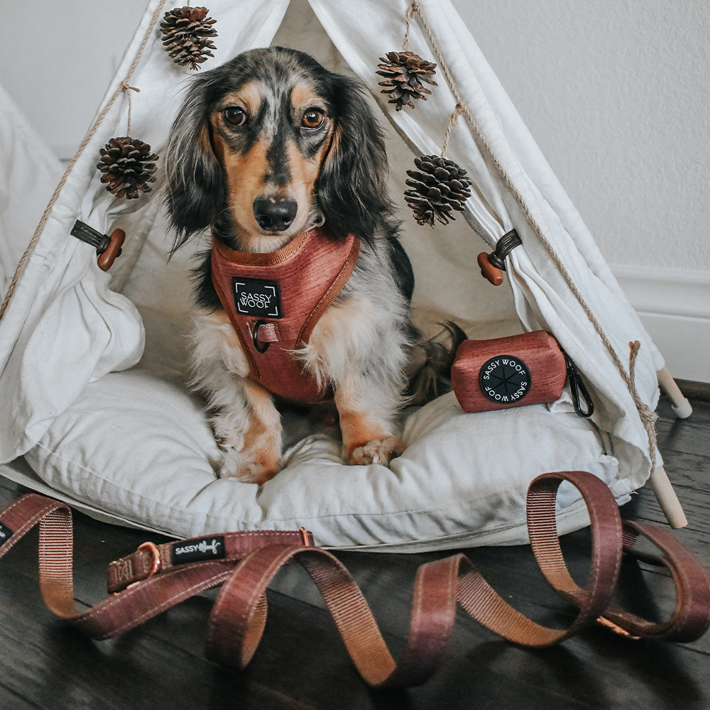 Dog Adjustable Harness - Teddy