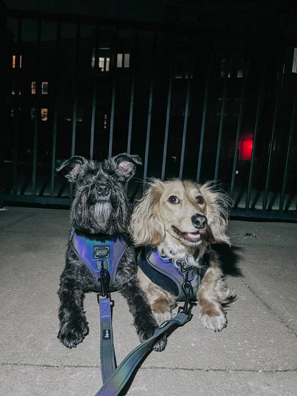 Dog Leash - Reflection