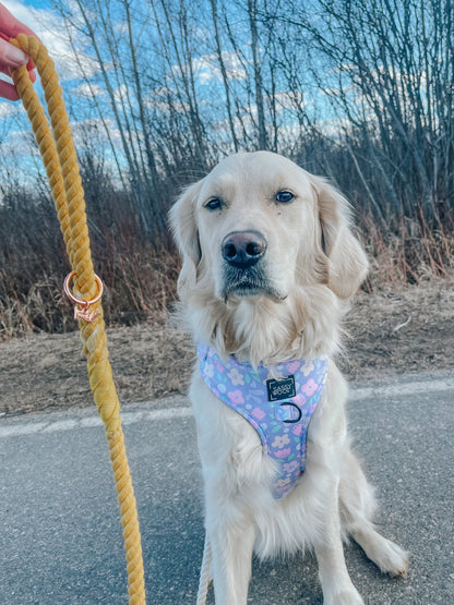 Dog Rope Leash - Lemon Drop
