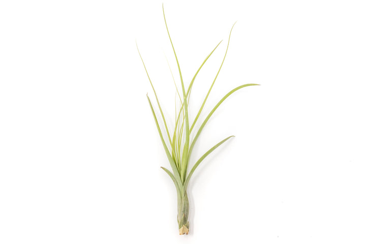 Tillandsia Balbisiana Air Plants