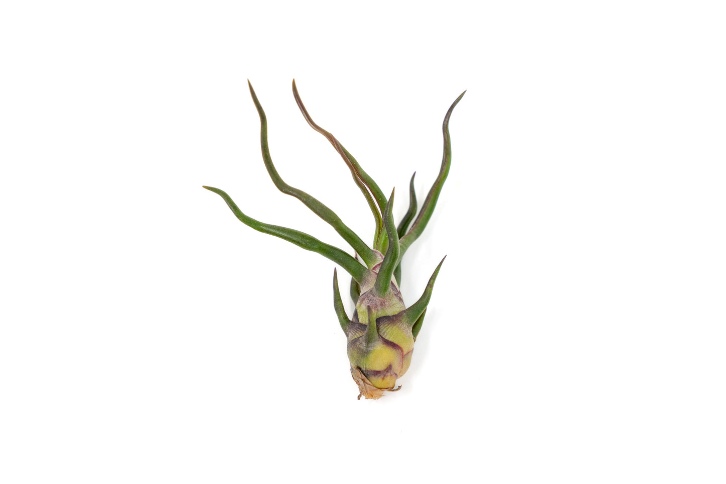 Tillandsia Bulbosa Guatemala Air Plants