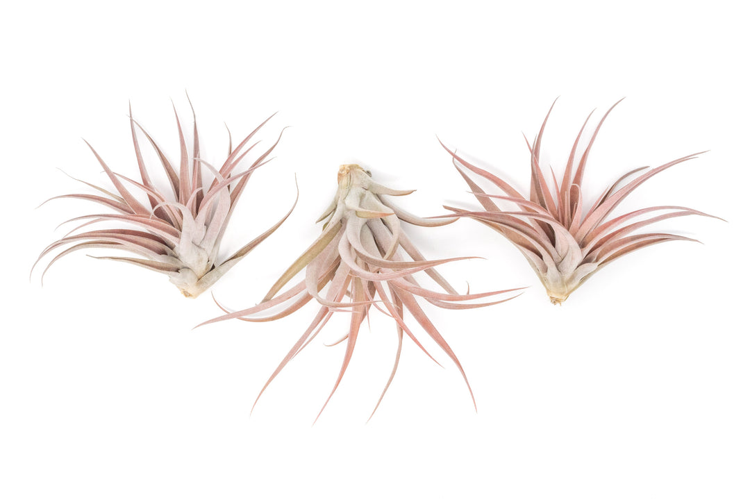 Large Tillandsia Capitata Peach - Set of  5, 10, or 20 Air Plants - 50% Off