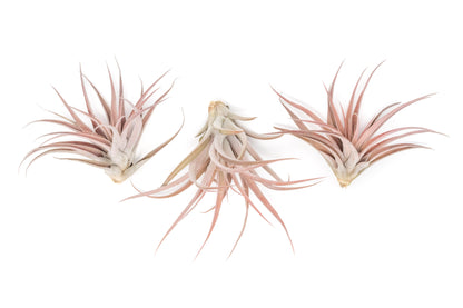 Large Tillandsia Capitata Peach - Set of  5, 10, or 20 Air Plants - 50% Off