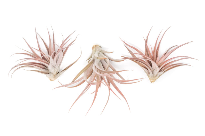 Large Tillandsia Capitata Peach - Set of  5, 10, or 20 Air Plants - 50% Off