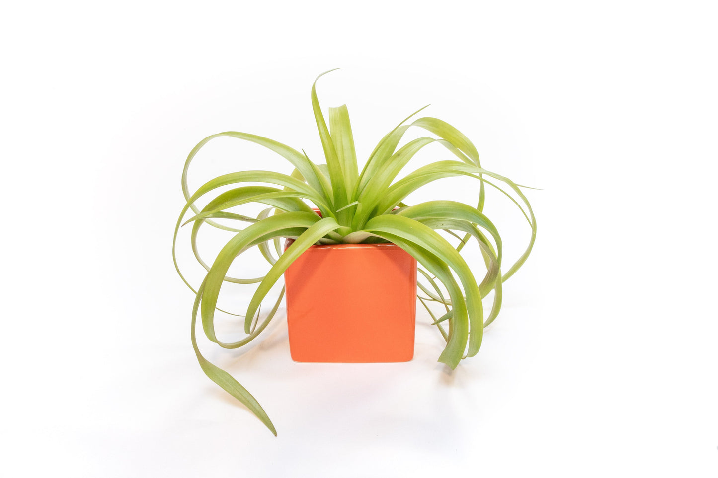 Naranja Orange Ceramic Cube Container with Custom Tillandsia Air Plant
