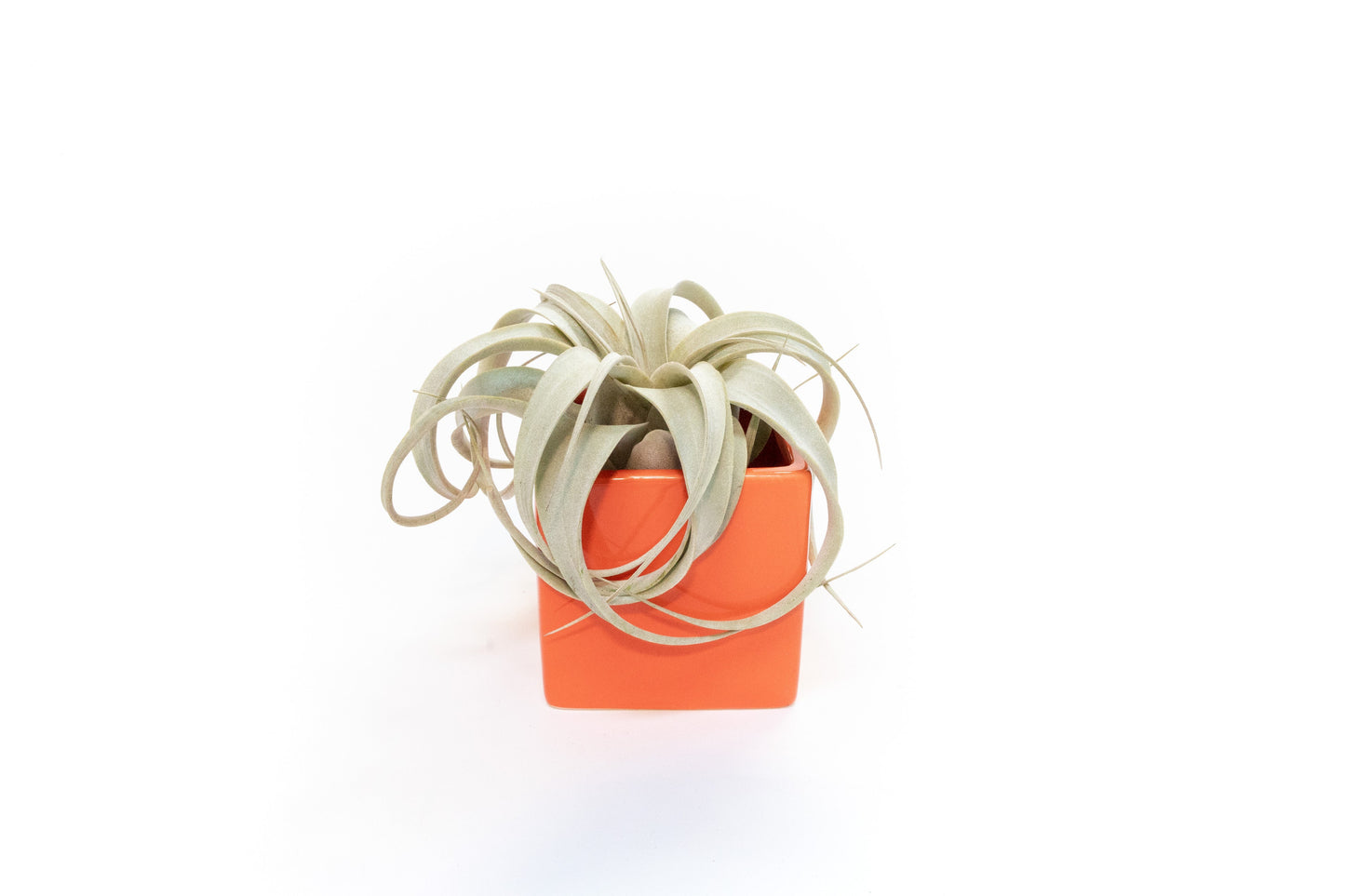 Naranja Orange Ceramic Cube Container with Custom Tillandsia Air Plant