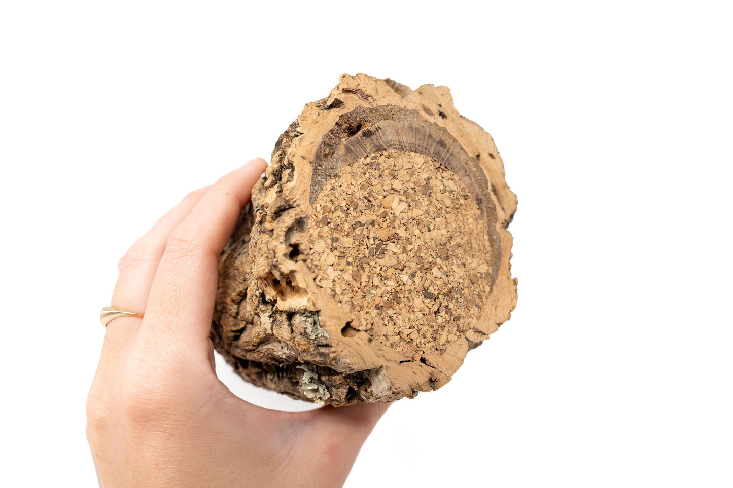 Natural Cork Bark Planters with Mini Tillandsia Xerographica Air Plant