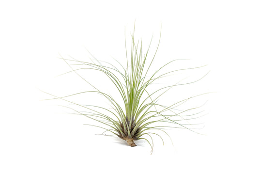 Tillandsia Filifolia Air Plants