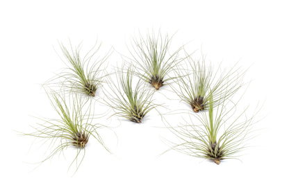 Tillandsia Filifolia Air Plants