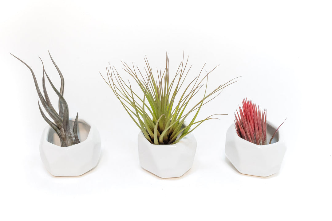 Trio of White Geometric Ceramic Containers with Custom Tillandsia Air Plants