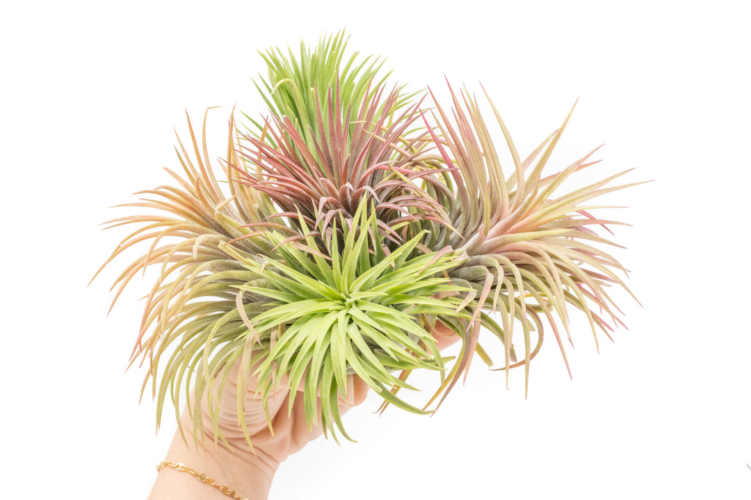 SALE - XL Tillandsia Ionantha Rubra Air Plants - Set of 10 or 20 - 40% Off