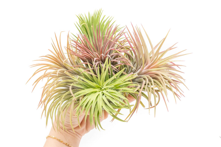 SALE - XL Tillandsia Ionantha Rubra Air Plants - Set of 10 or 20 - 40% Off