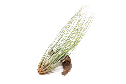 Tillandsia Juncea Air Plants