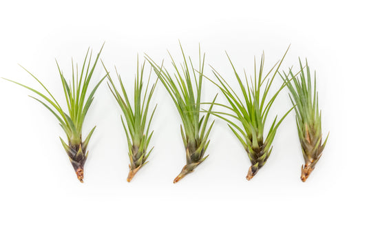 Tillandsia Melanocrater Tricolor Air Plants