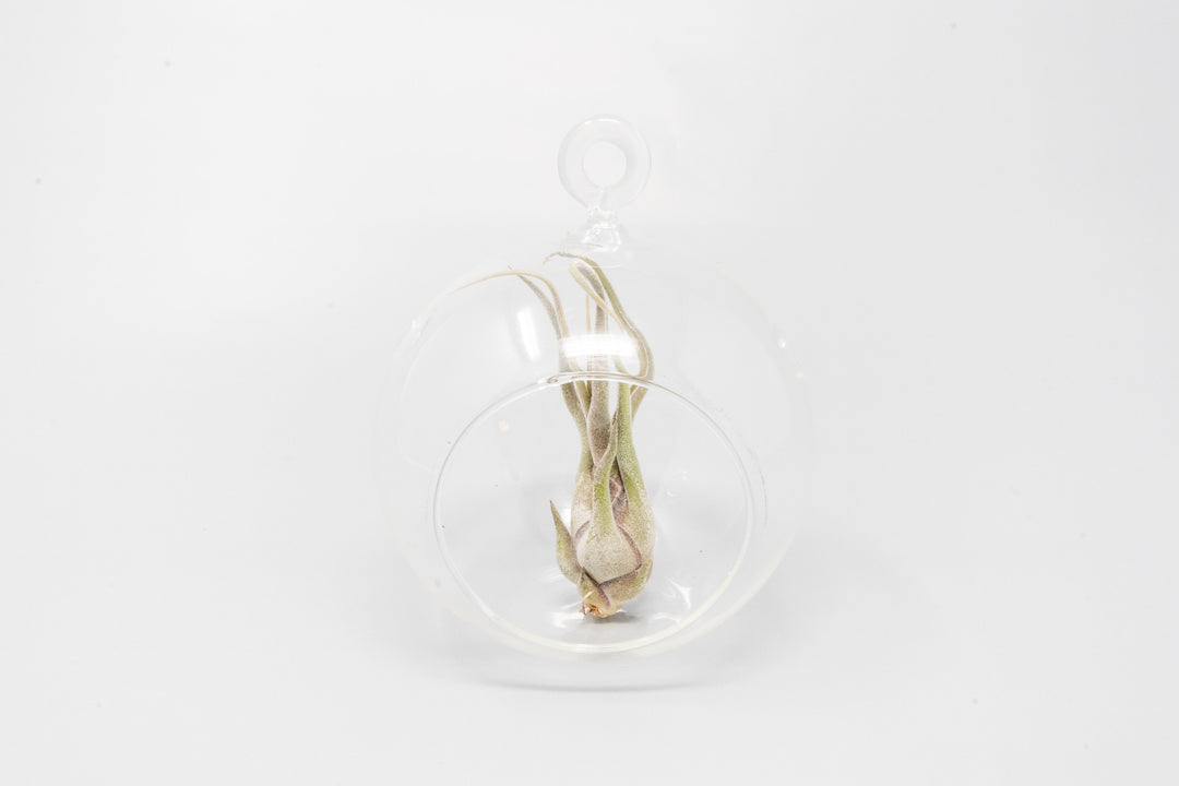 Minimalist Terrarium in a Glass Globe with Flat Bottom - Choose Your Custom Tillandsia Air Plant