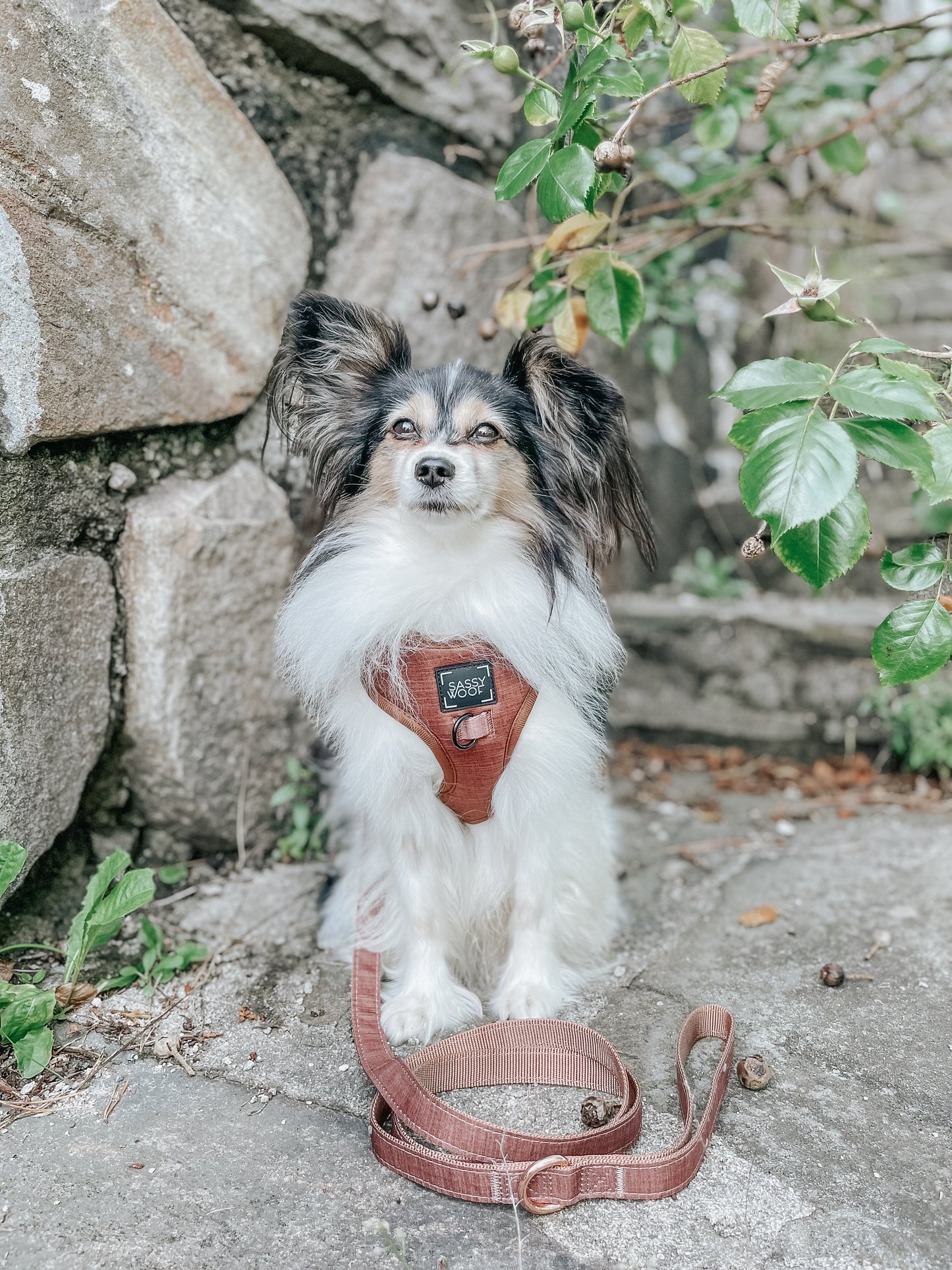 Dog Adjustable Harness - Teddy