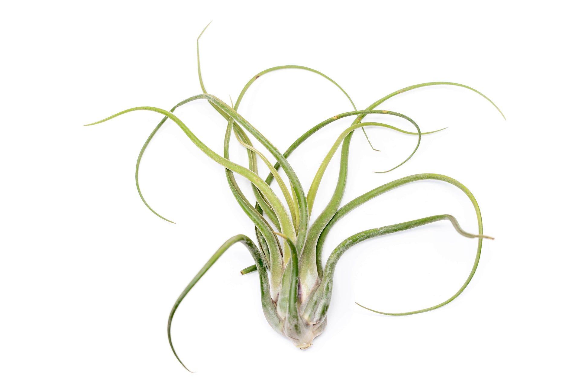 air plant medusae SALE - XL Tillandsia Caput Medusae - Set of 5 or 10 Air Plants