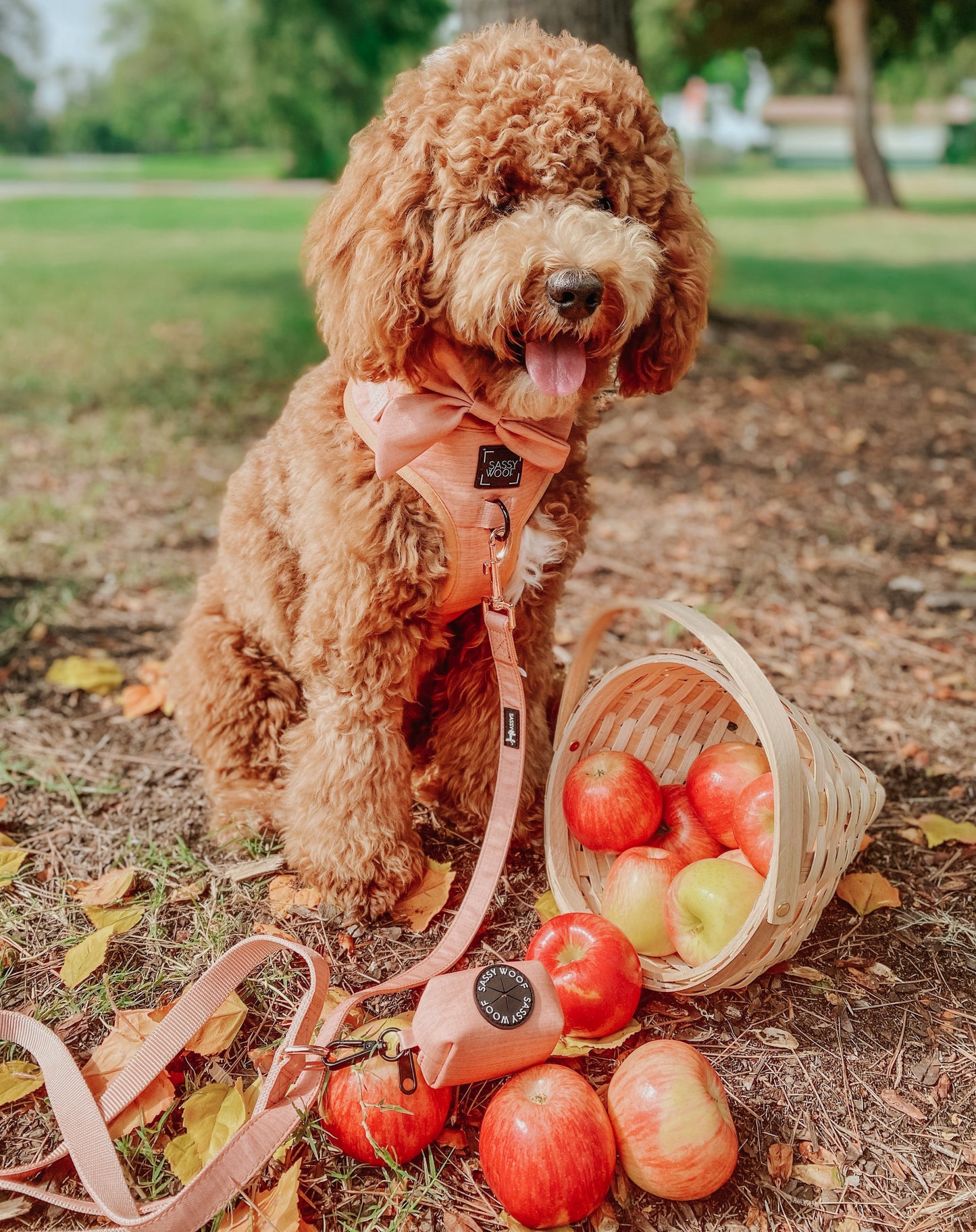 Dog Adjustable Harness - Apple Cider