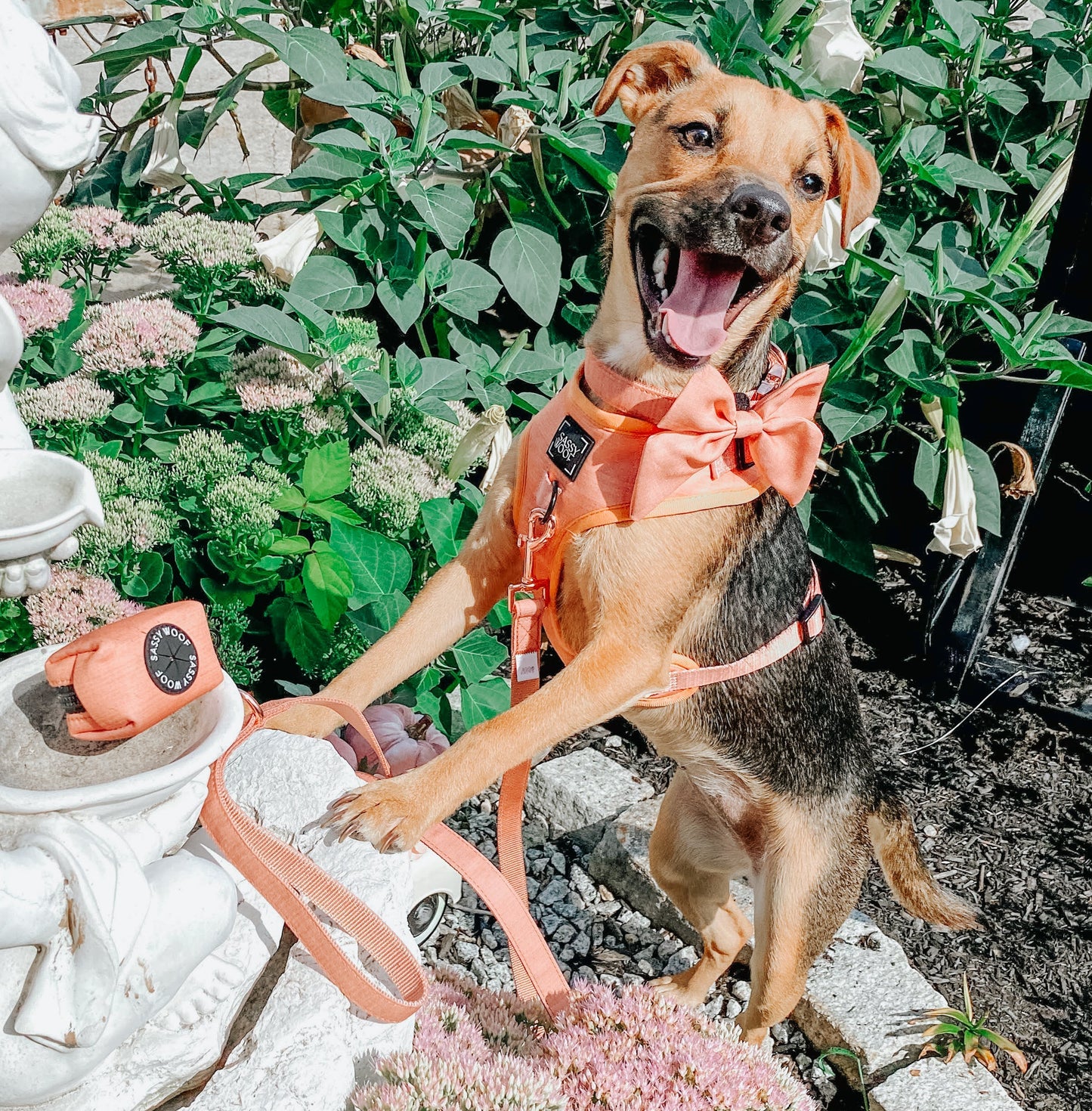 Dog Adjustable Harness - Apple Cider