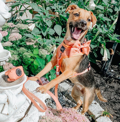 Dog Adjustable Harness - Apple Cider