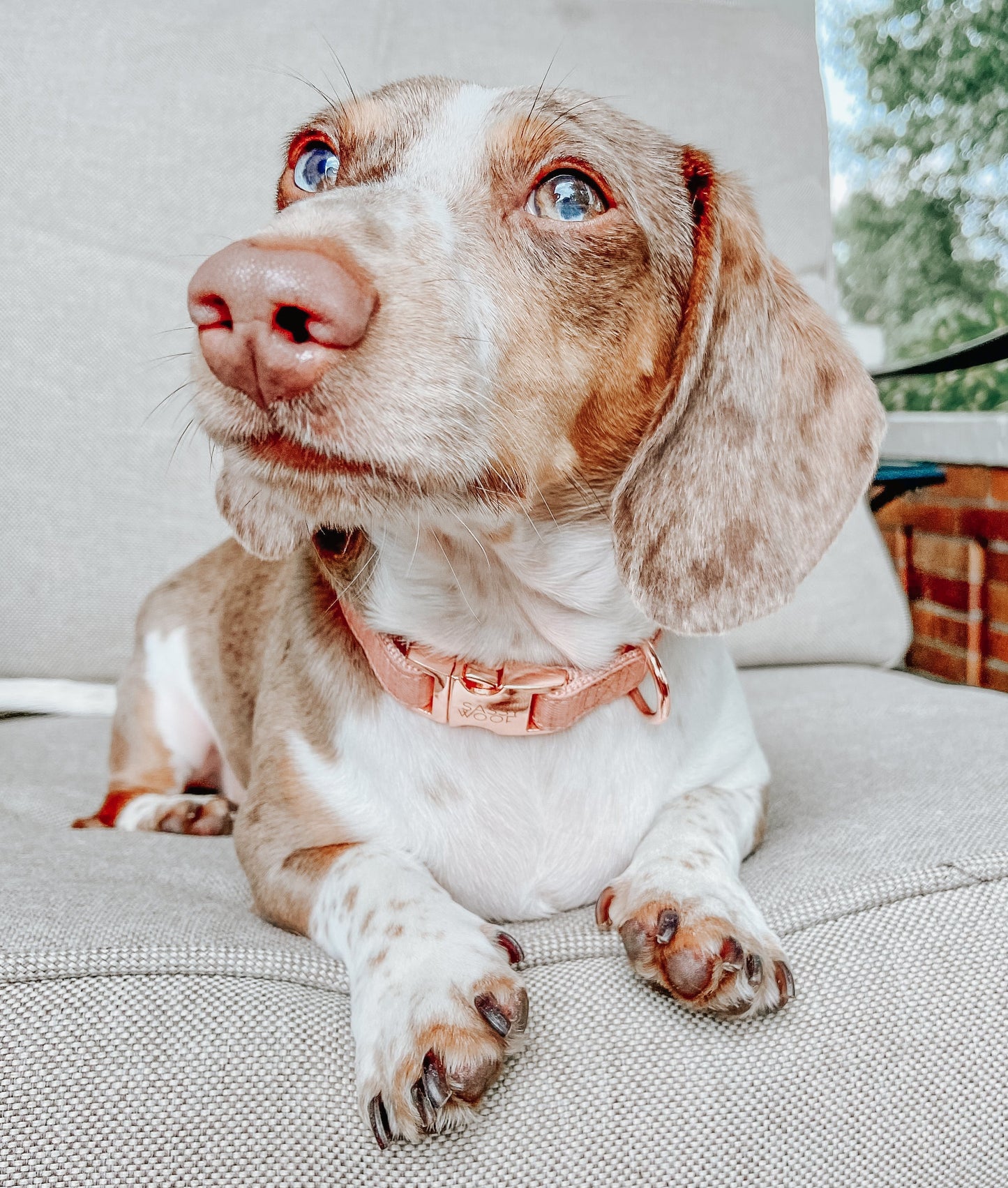 Dog Collar - Apple Cider