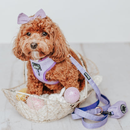 Dog Leash - Aurora